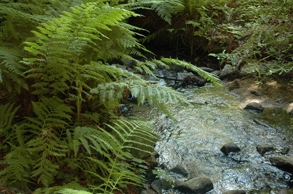 Soberanes Canyon 085.jpg